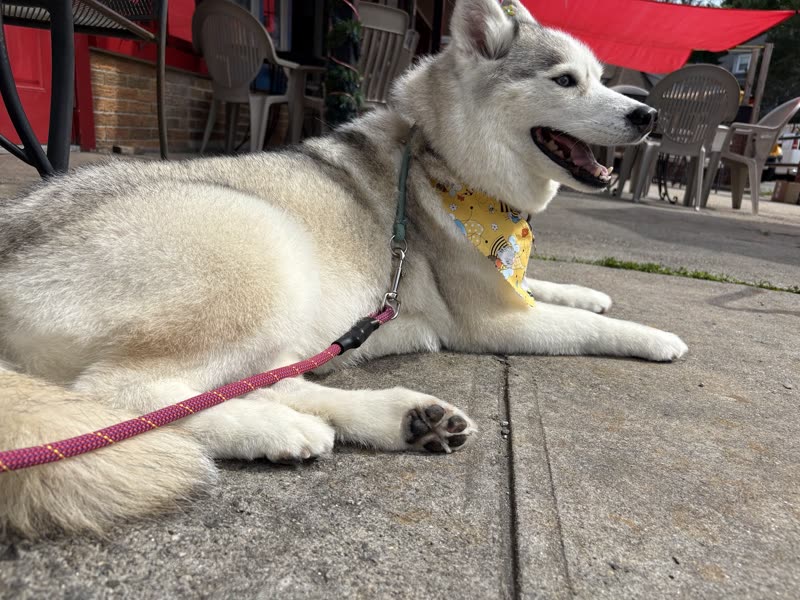 Husky in a yellow-patterned bandana on a lead on the pavement outside the salon
