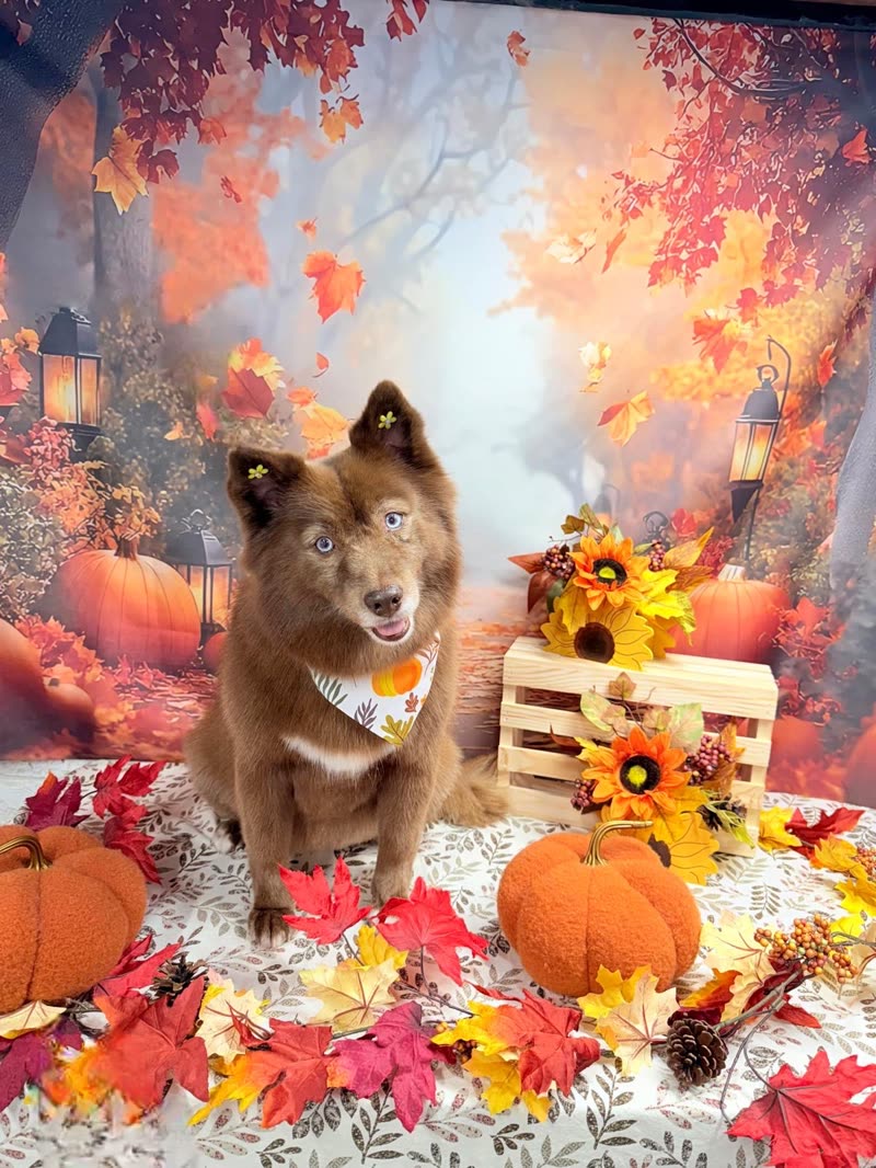 Brown fluffy dog in a sunflower bandana on the salon's autumn set with pumpkins and leaves
