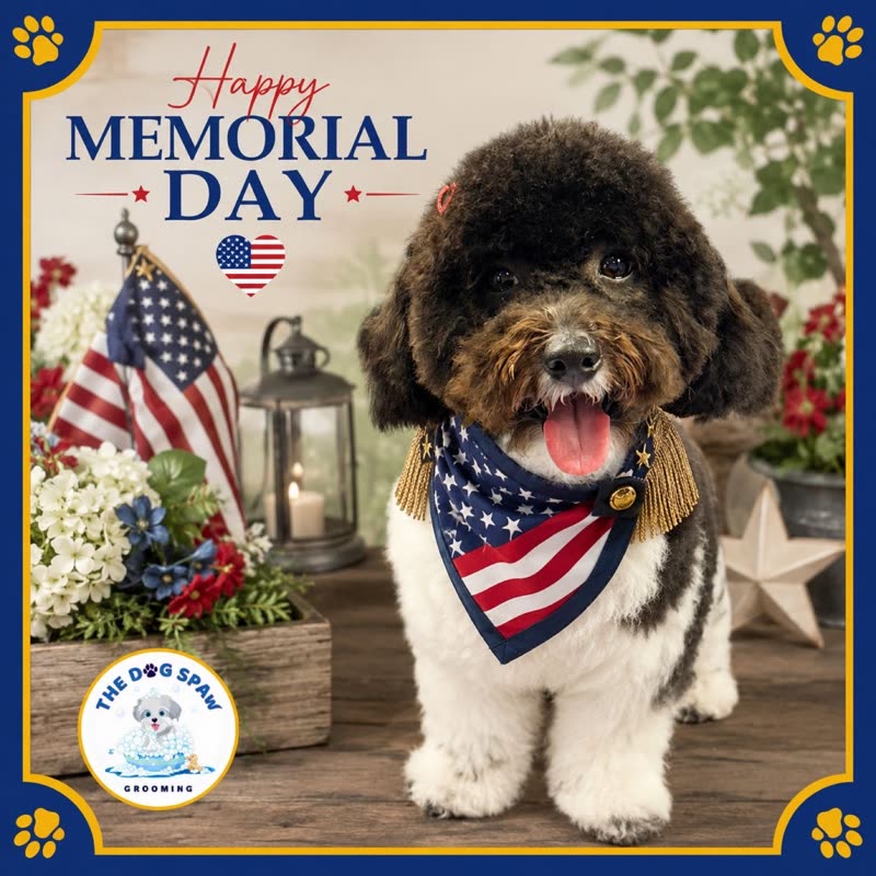 Freshly groomed brown-and-white doodle in a stars-and-stripes bandana on a patriotic backdrop, cropped in past the lettered frame