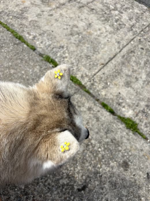 Overhead close-up of a fluffy dog's head with small yellow flower clips set into the fur