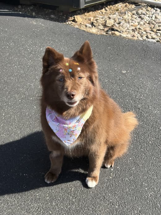 Red-brown fluffy dog in a pastel bandana with a small hair clip after a full groom