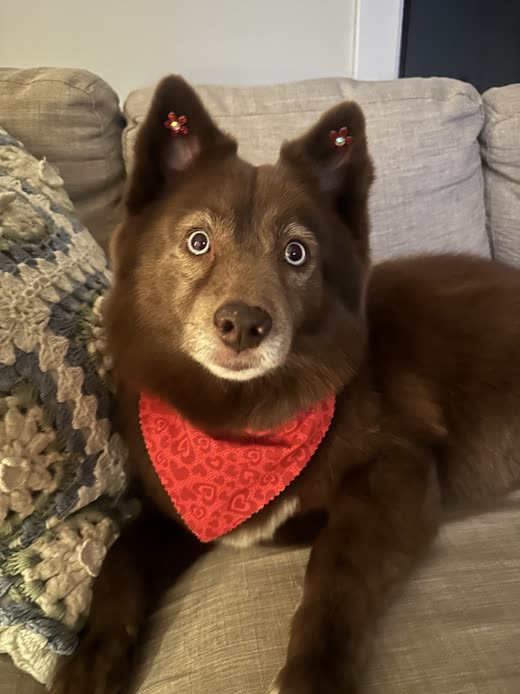 Close-up of a chocolate-brown dog in a red bandana sitting on a sofa