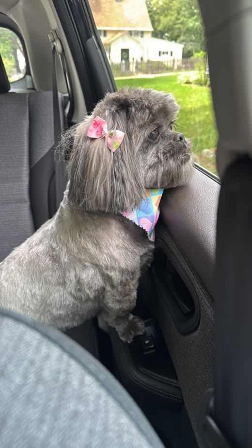 Silver-grey dog with a pink bow in its topknot standing up on a car seat