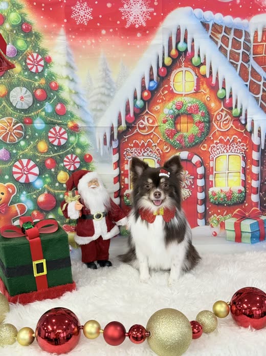 Small groomed Papillon in a red bow tie photographed against a painted Christmas backdrop